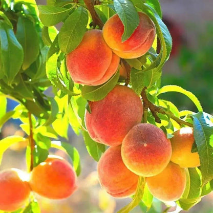 🔥🍑 Rare Honey Red Dwarf Peach Seeds – Sweet Fruit, Small Space Friendly