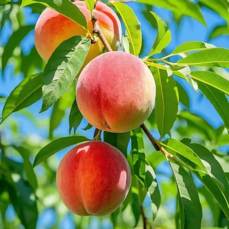 🍑 Peach Plant Kit | Sweet & Juicy Fruit for Your Home Orchard 🏡