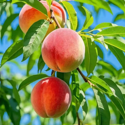 🍑 Peach Plant Kit | Sweet & Juicy Fruit for Your Home Orchard 🏡