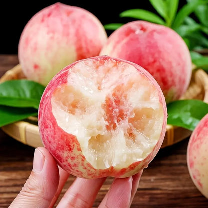 🍑 Peach Plant Kit | Sweet & Juicy Fruit for Your Home Orchard 🏡