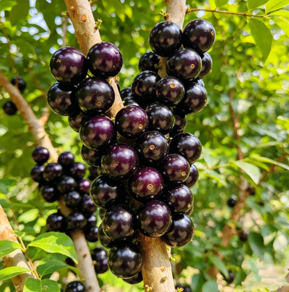 🍃 Purely Natural: The 13-Piece Heirloom Fruit Collection (Non-GMO) 🌳