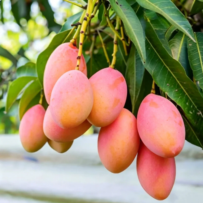 🍃 Purely Natural: The 13-Piece Heirloom Fruit Collection (Non-GMO) 🌳