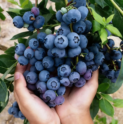 🍃 Purely Natural: The 13-Piece Heirloom Fruit Collection (Non-GMO) 🌳