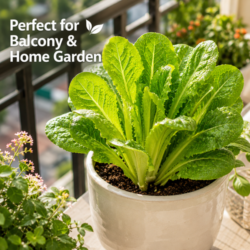 Grow once, harvest for months! The ultimate cut-and-come-again veggie! ⚡