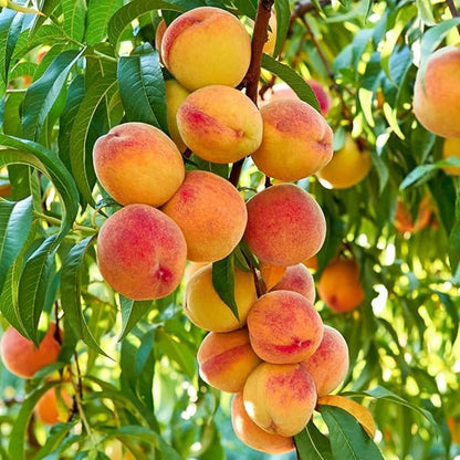 🍑 Peach Plant Kit | Sweet & Juicy Fruit for Your Home Orchard 🏡