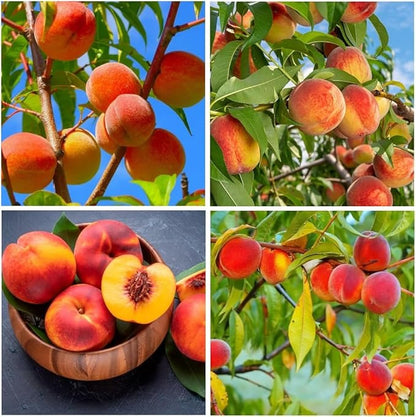🍑 Peach Plant Kit | Sweet & Juicy Fruit for Your Home Orchard 🏡