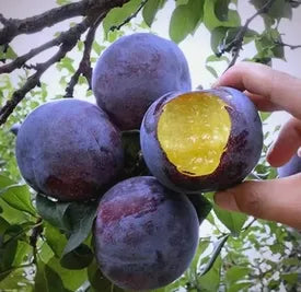 🍃 Purely Natural: The 13-Piece Heirloom Fruit Collection (Non-GMO) 🌳